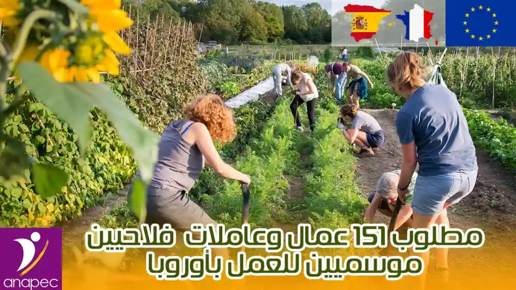 مطلوب 151 عمال وعاملات فلاحيين موسميين للعمل بأوروبا